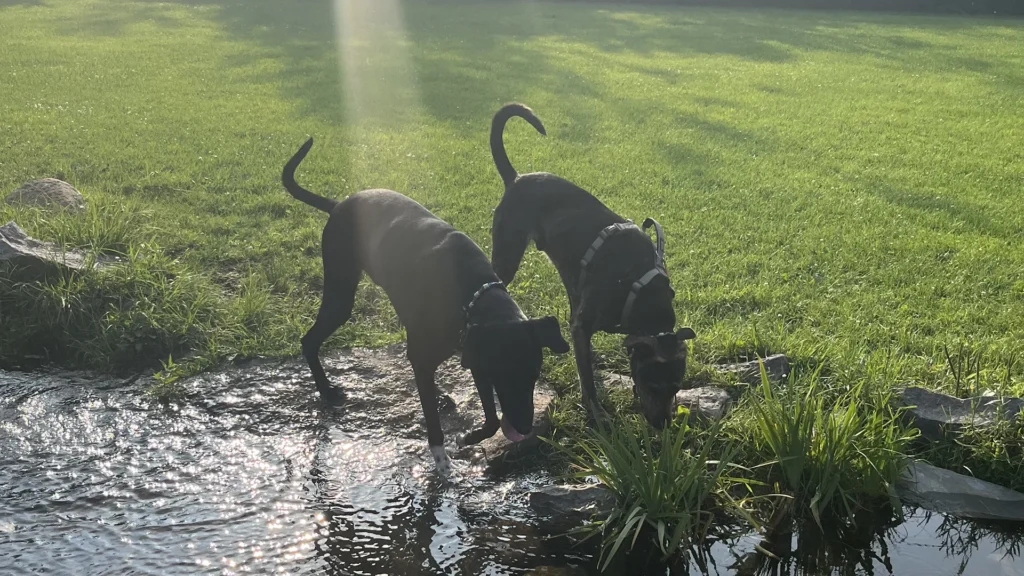 Sit With Me Shelter Dog Rescue